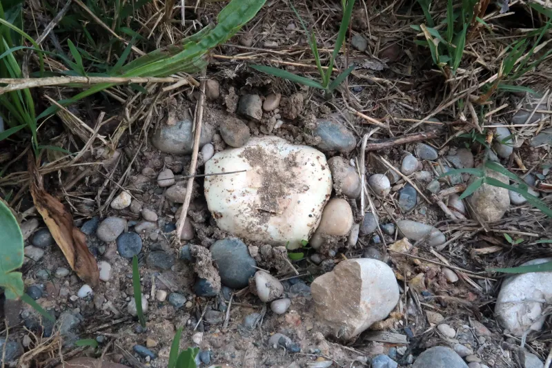 Agaricus bitorquis 1 - IMG_3104